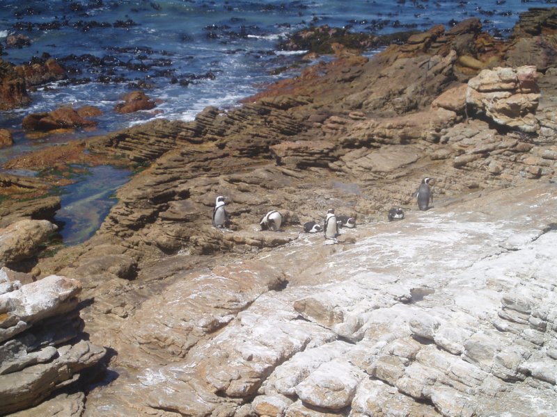 KeHa_in_South_Africa - 166